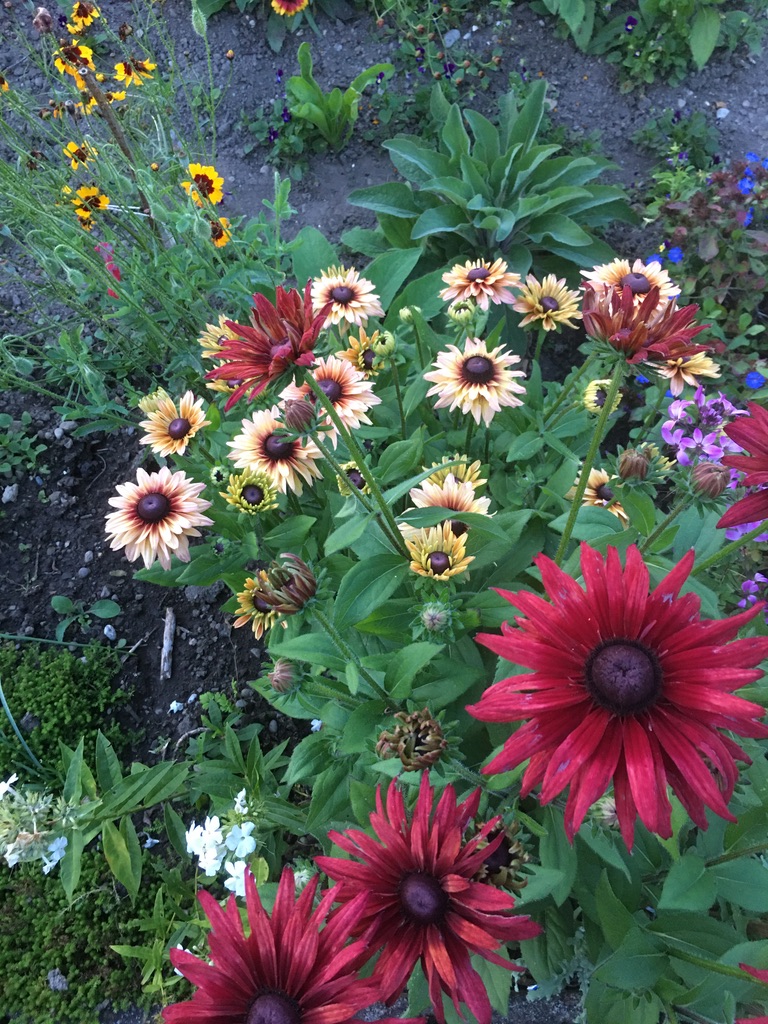 B607FD42-E0A1-478E-AD28-23A491B39821_1_105_c